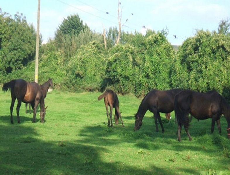 Cloncarlin House Bed & Breakfast Monasterevin Luaran gambar